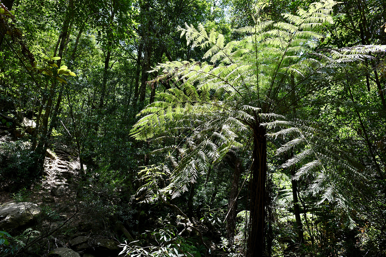 Evening Expedition to see the Glow Worms