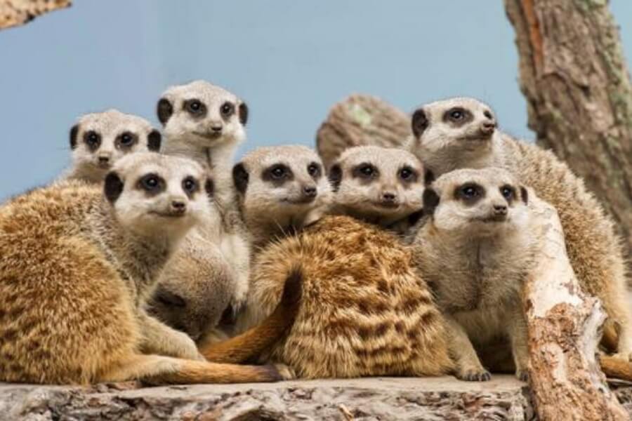 Discover exotic animals at Mogo Zoo