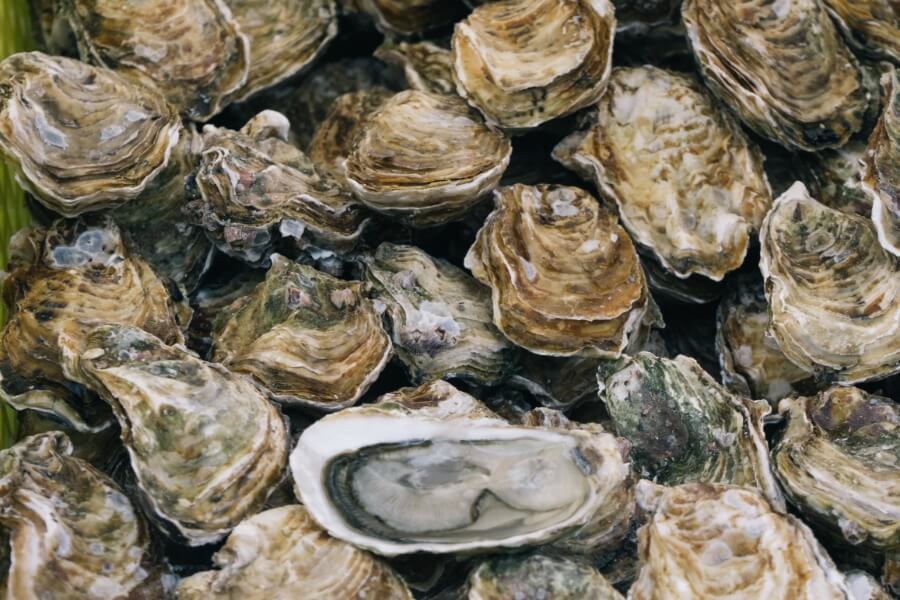 Clyde River Oyster Kayaking Tasting Tour