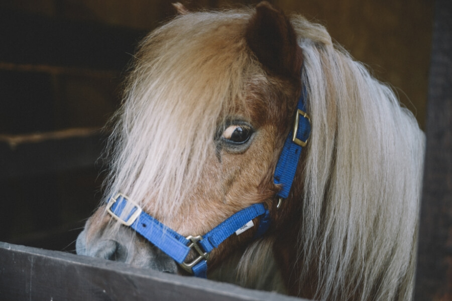 Pony rides at Catani Gardens for the smaller ones